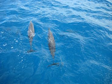 イルカ!かわいいー!