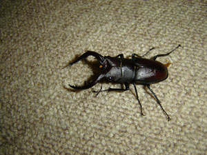 今何月か解かる？