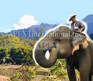 エレファントビレッジ