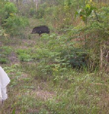 パラグアイ・パンタナール3