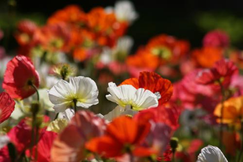 Ｐ１０５-０８１Ｆ