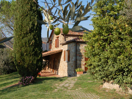 オリーブ収穫体験