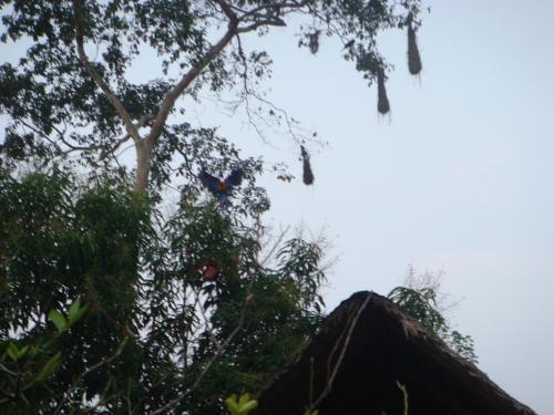 プエルトマルドナード6