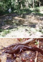 クロサンショウウオ