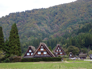 まだ色づくでしょう！！