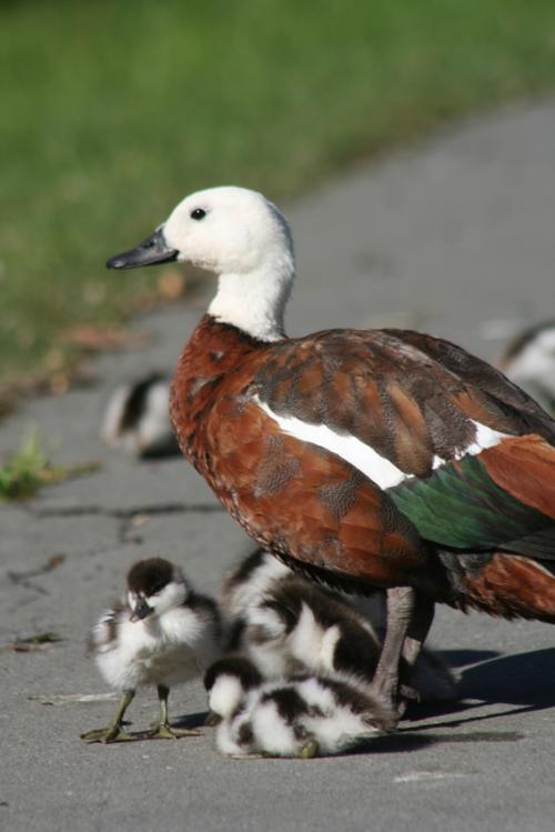 Ｐ１０６-０４７Ｆ