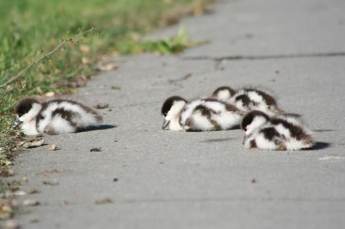 Ｐ１０６-０４９Ｆ