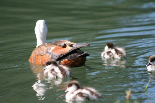 Ｐ１０６-０５０Ｆ