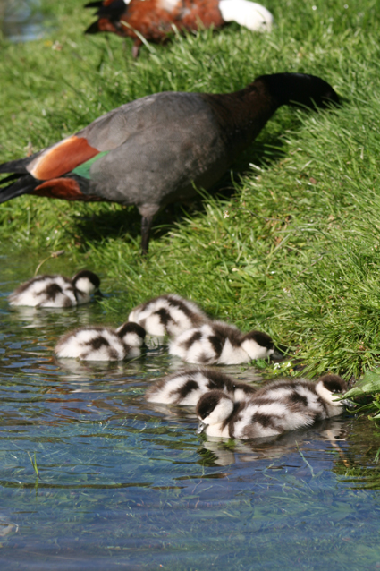 Ｐ１０６-０５３Ｆ