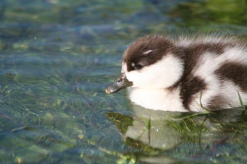 Ｐ１０６-０５５Ｆ