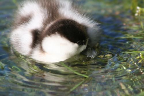 Ｐ１０６-０５８Ｆ