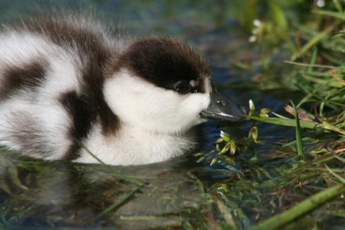 Ｐ１０６-０５９Ｆ