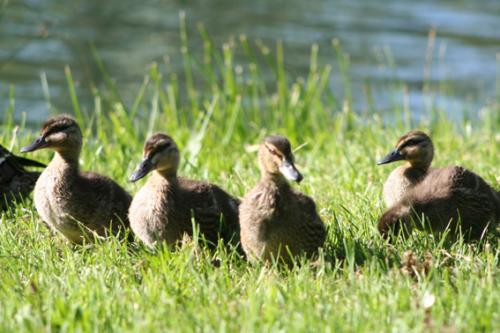 Ｐ１０６-０６３Ｆ