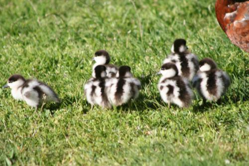 Ｐ１０６-０６７Ｆ