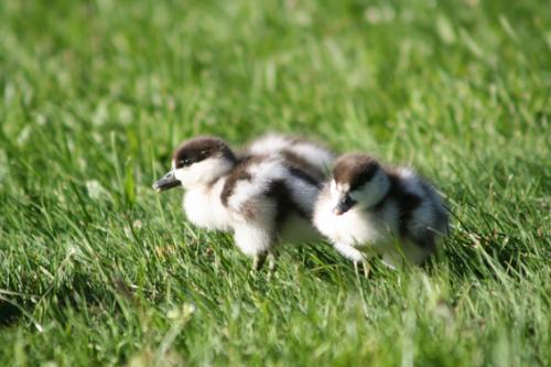 Ｐ１０６-０６８Ｆ