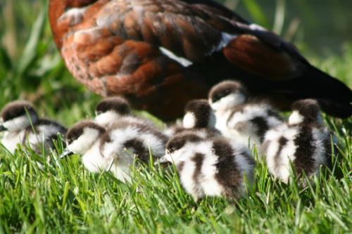 Ｐ１０６-０７０Ｆ