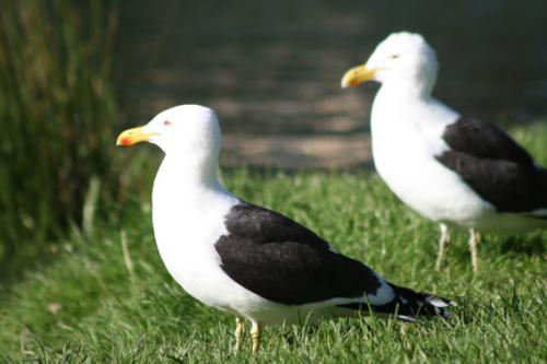 Ｐ１０６-０７２Ｆ