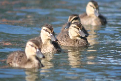 Ｐ１０６-０７５Ｆ