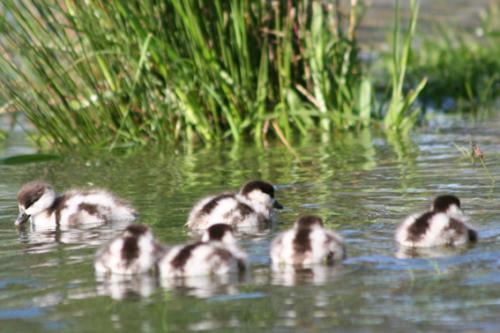 Ｐ１０６-０７７Ｆ