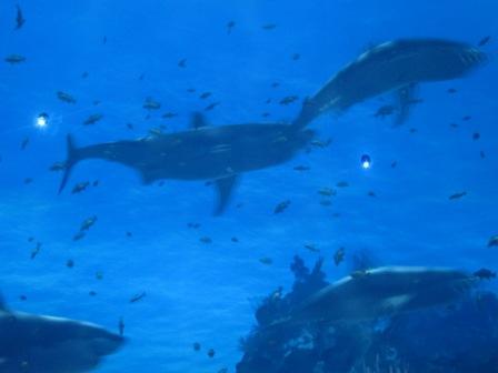 シティオブドリームズ３