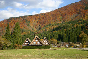 白川郷 かん町 附近の紅葉