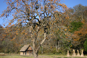 和田家周辺 合掌小屋＆柿