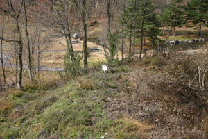 すっかり冬毛メイル