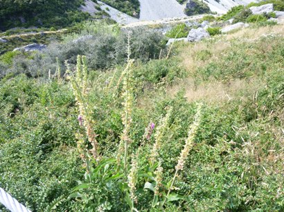 ニュージーランド マウントクック