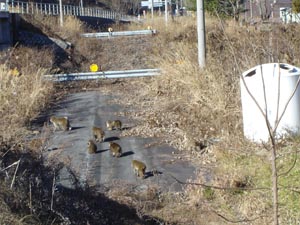 大白川の湯 平瀬温泉