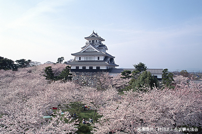 長浜城と豊公園の桜