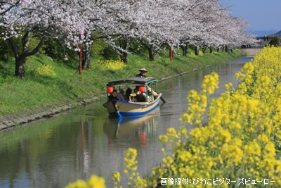 近江八幡-水郷めぐり