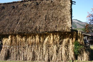 茅を利用して雪囲い