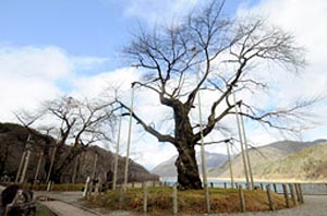 移植から５０年