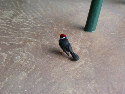 かわいらしいお客さんが