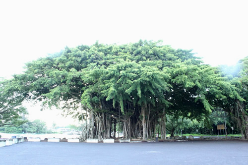 バニヤンツリーがいっぱい