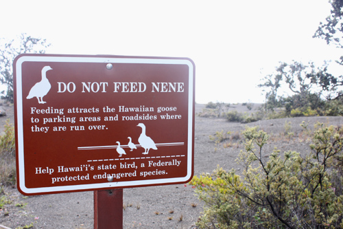 ネネに餌を与えないでください