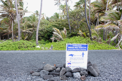 ウミガメには会えませんでした