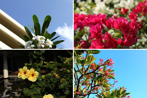 花がいっぱいのホテルでした