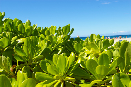 南国の植物！？