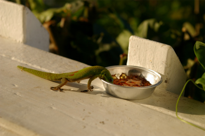 珍しいお客さん