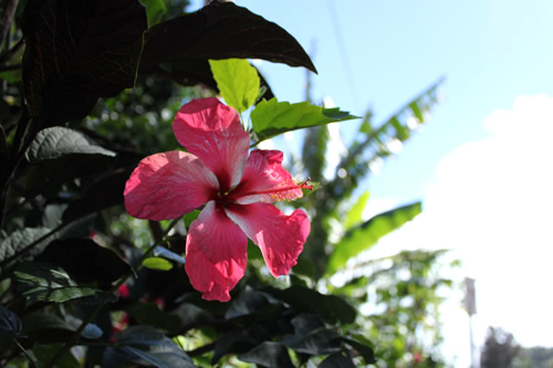 周囲は手入れの行き届いた高級住宅地