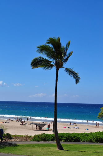 椰子の木が南国ムード満点♪