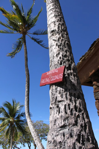 ココナッツの落下に注意！