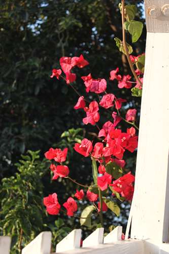 花もいっぱい咲いています