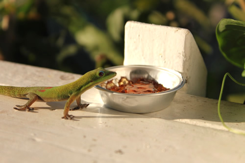 こんなお客さんも朝食を食べに来ていました