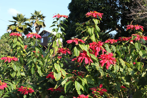 コーヒー・ベルトからビーチへ向かう途中