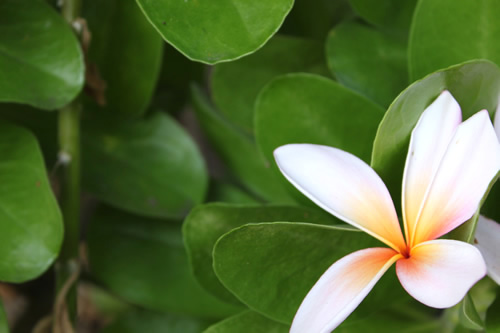 ビーチの隣のホテルも花でいっぱい