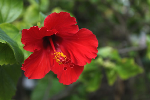 きれいに咲いた真っ赤なハイビスカス