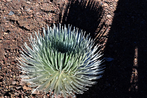 高山植物のシルバーソード