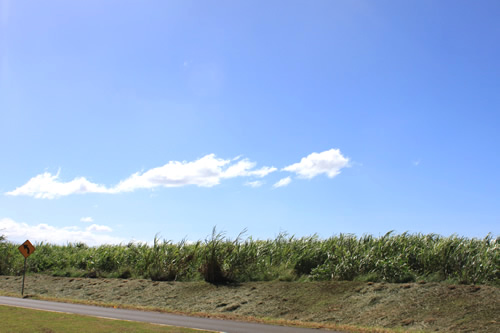 街を1歩出ればサトウキビ畑